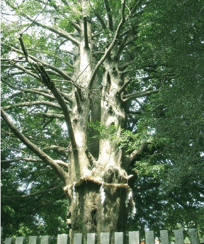 家紋デザインの基となった 梛 について解説しています 家紋 Janpanese Family Crest