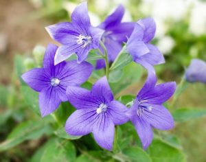 811❃ 桔梗様 お取り置き(2月1日) Delivered, individual picked up at postal facility” : r