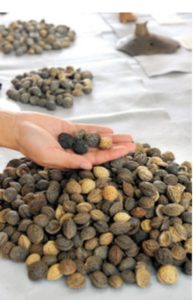 纒向遺跡の桃の種出土品