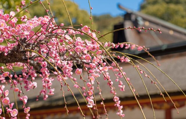 家紋の基となった「梅 」について解説しています。 | 花紋 | 名前旗