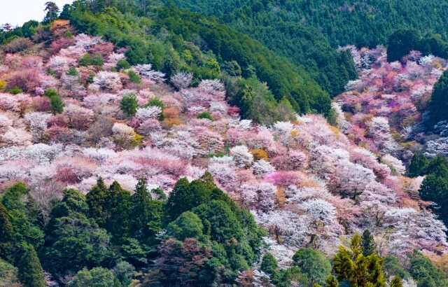 家紋の基となった「桜 」について解説しています。 | 花紋