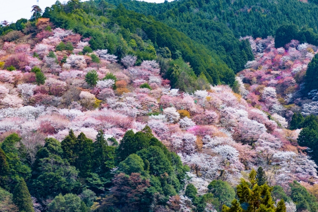 影桜 金焼物 家紋 公式通販 花紋 」について解説しています。 家紋の基