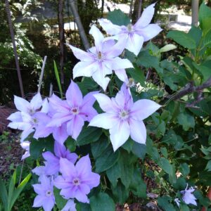 家紋の基となった「鉄線 」について解説しています。 | 花紋