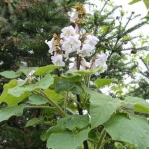 白桐の花