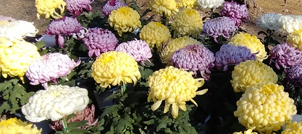 家紋の基となった「菊」について解説しています。 | 花紋 名前旗・命名